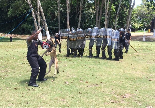 Batalhão de Choque da PM faz instrução com cães policiais para o Exército