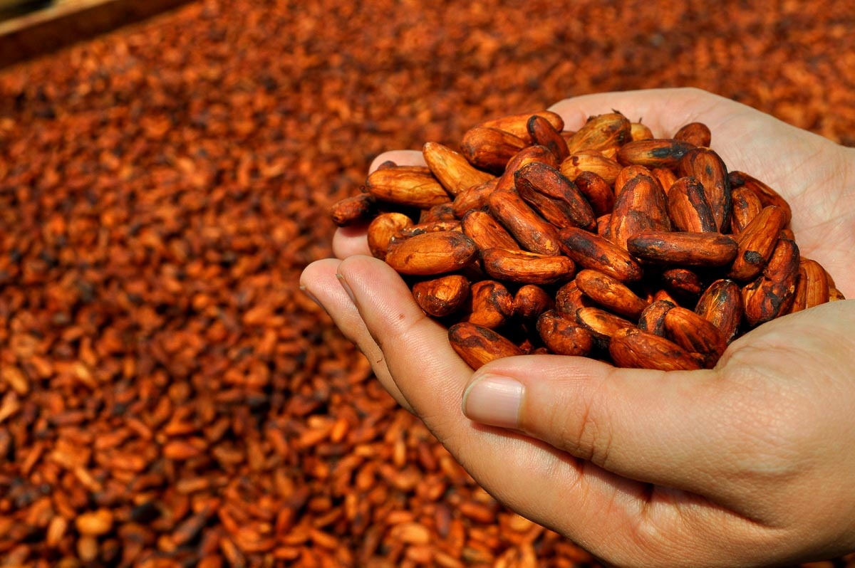 Encontro em Salvador debaterá arranjo produtivo do Cacau e Chocolate