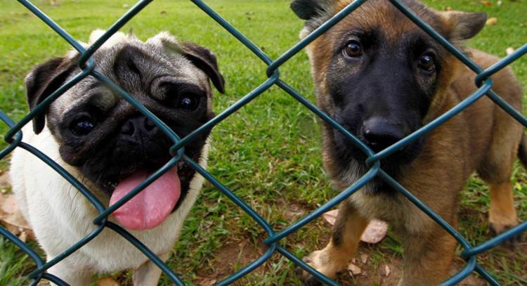 Donos de animais devem preparar ambiente para noite da Virada