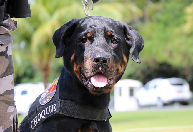 Batalhão de Choque da PM promove 1º Torneio de Cães de Polícia