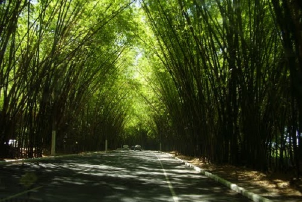 Prefeitura vai criar plano de manejo do bambuzal do Aeroporto de Salvador