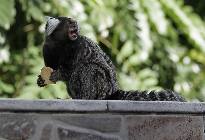 Salvador tem 60 macacos capturados com suspeita de febre amarela