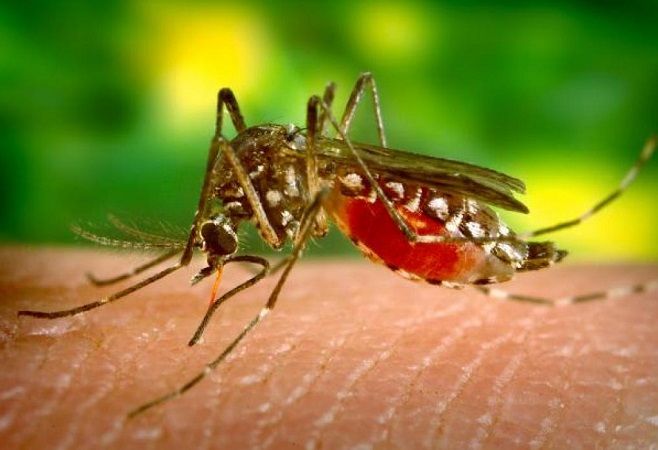 Moradora de Wenceslau Guimarães morre contaminada por malária
