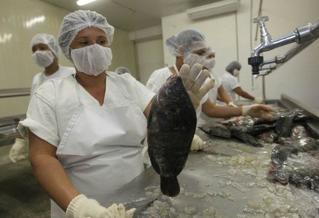 Sobradinho tem aumento de 25% na produção de pescado