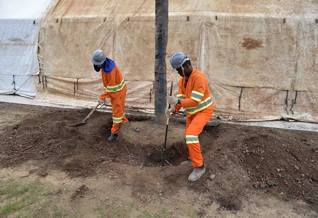 Consórcio do BRT de Salvador dá início a transplantes de árvores