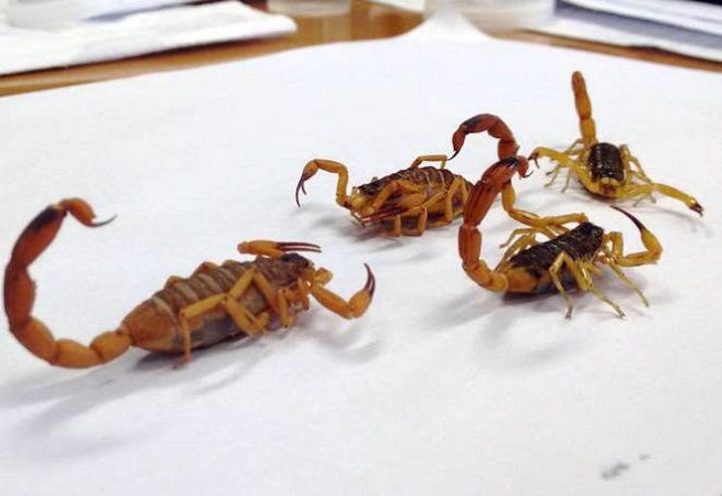 Sesab confirma aumento de 50,6% no ataque de escorpiões em três anos