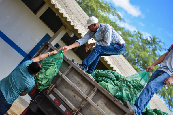 Agricultores de Sobradinho recebem 107 mil mudas de palma