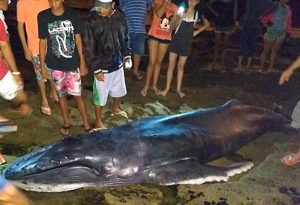 Filhote de baleia jubarte morre em praia de Santa Cruz Cabrália