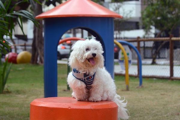 Salvador possui cinco “Dog Parks” para lazer de cachorros e seus donos