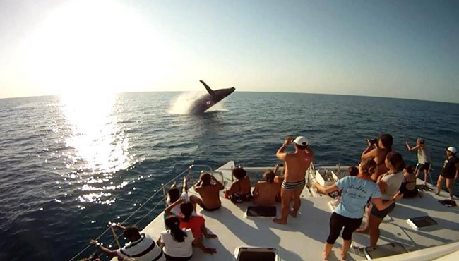 Prado irá sediar 3º Simpósio do Mar e 5º Festival das Baleias em setembro