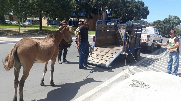 STT realiza apreensão de animais soltos nas ruas de Camaçari