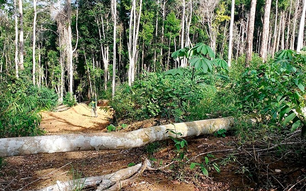 Ibama identifica 49 áreas desmatadas em oito municípios no Sul da Bahia