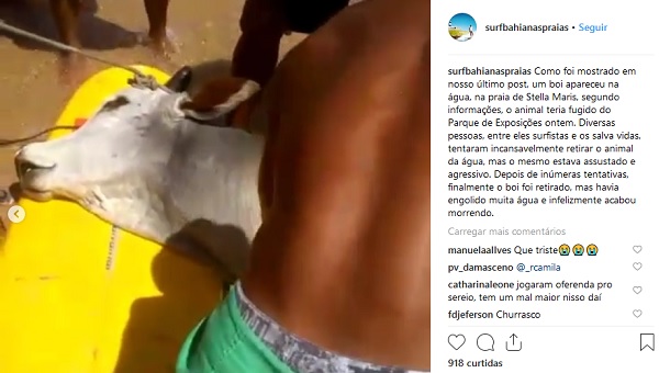 Boi foge do Parque de Exposições de Salvador e morre afogado na praia