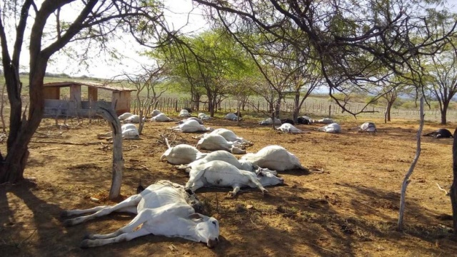 Adab investiga mortes de 105 animais em fazenda de Tanhaçu