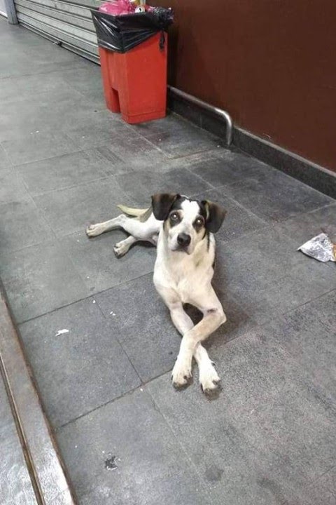 Após morte da cadela Manchinha, Carrefour terá ações de cuidados com animais de rua