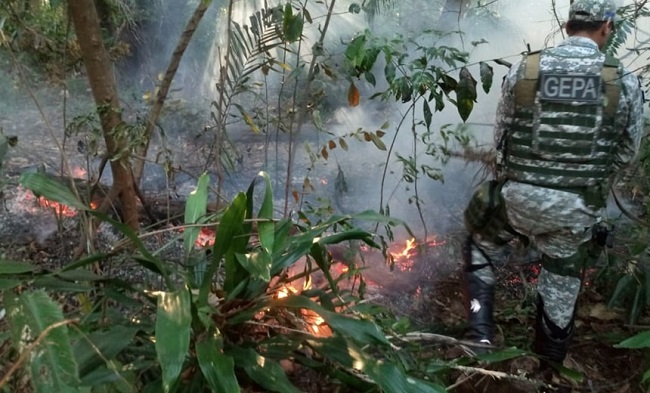 Salvador: Incêndio atinge parte da mata do Parque da Cidade