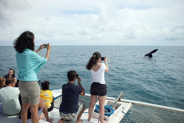 Baleias jubartes atraem turistas para o litoral da Bahia