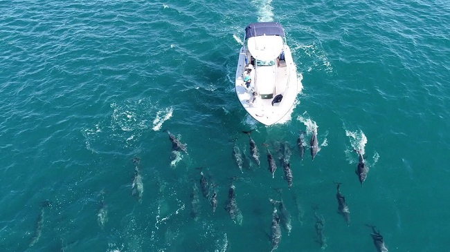 Centenas de golfinhos e baleia jubarte são vistos no litoral do RJ; assista