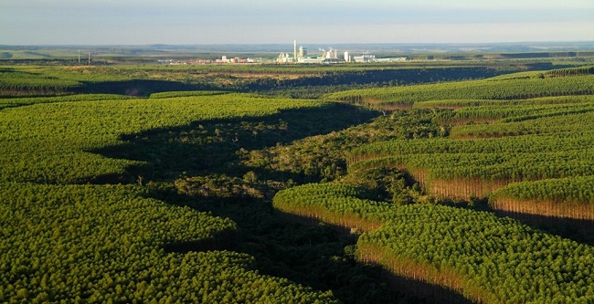Áreas de florestas plantadas cresceram 9,4% na Bahia em 2018