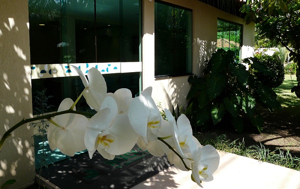 NOB promove Oficina de Orquídeas para pacientes oncológicos em Lauro de Freitas