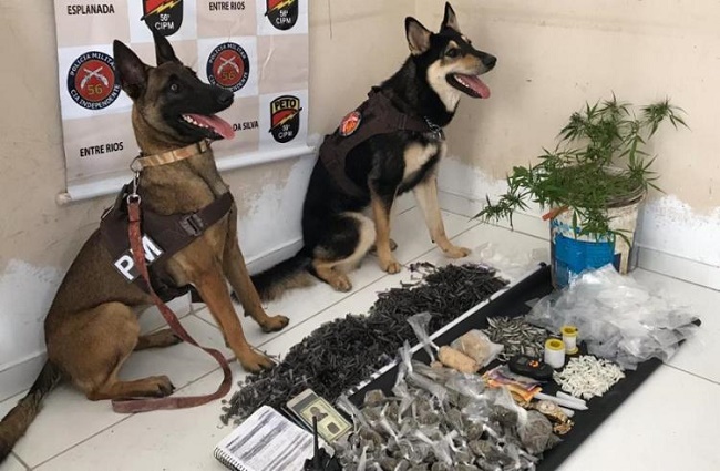 Cães da PM-BA localizam esconderijo de drogas em Entre Rios