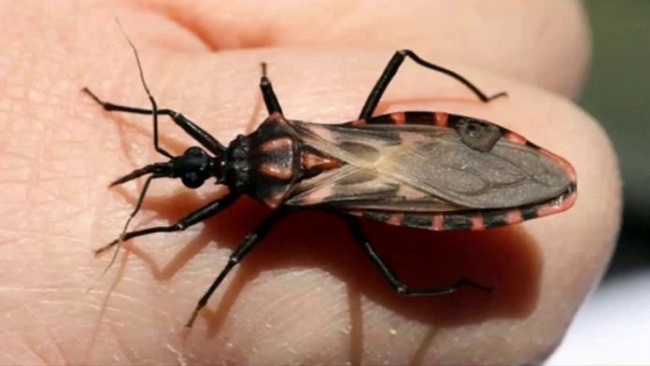 Unitaid vai investir US$ 20 milhões no combate à doença de Chagas