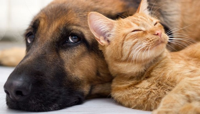 Pesquisas revelam que animais de estimação estão contraindo Covid-19 dos donos