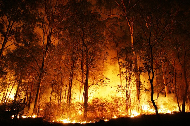 Brigadistas são indiciados por incêndios criminosos em floresta no Pará