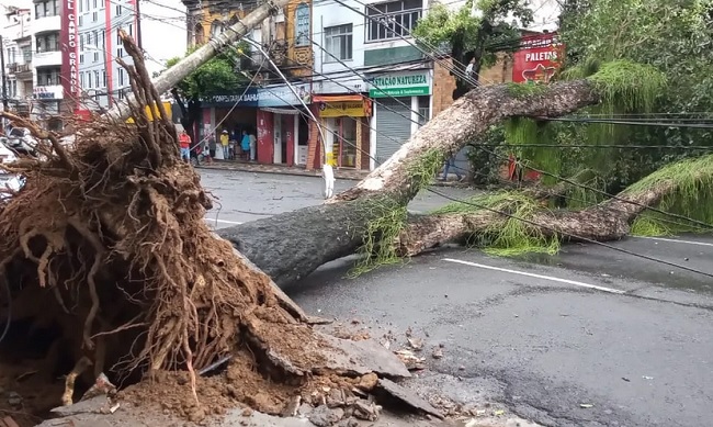 Árvore cai e bloqueia rua após o Teatro Castro Alves