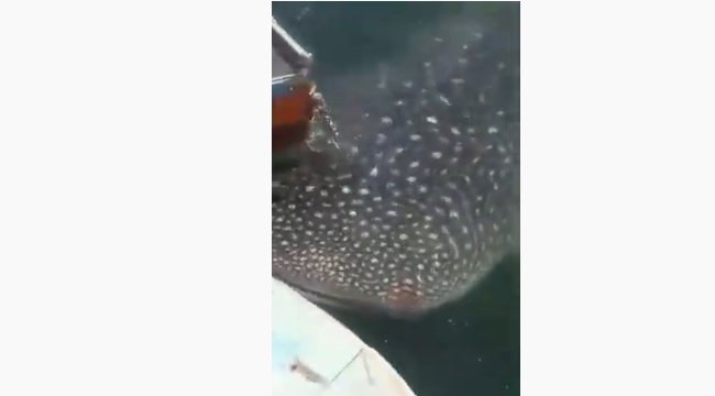 Tubarão-baleia aparece na Baía da Guanabara; assista