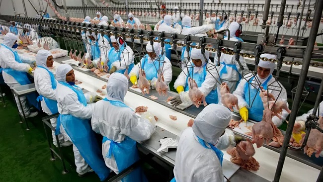 Arábia Saudita suspende compra de carne de ave de 11 frigoríficos do Brasil