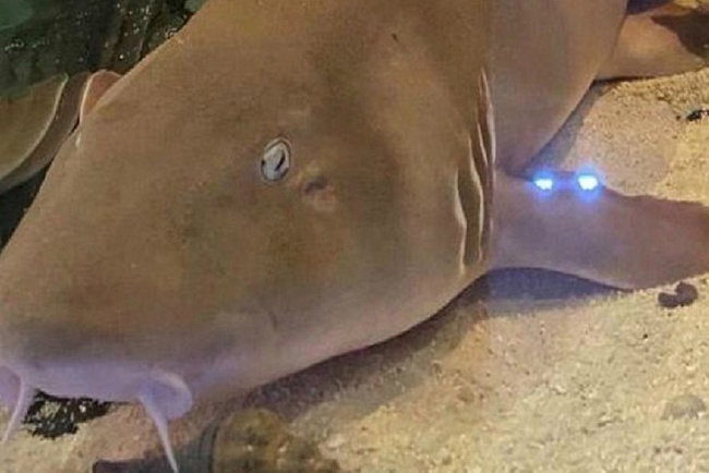 Tubarão e cobras são encontrados com amigo de estudante picado por naja