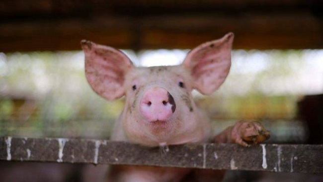 China volta a enfrentar surto de peste suína
