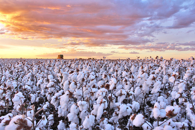 Produtores baianos entram na reta final do plantio do algodão