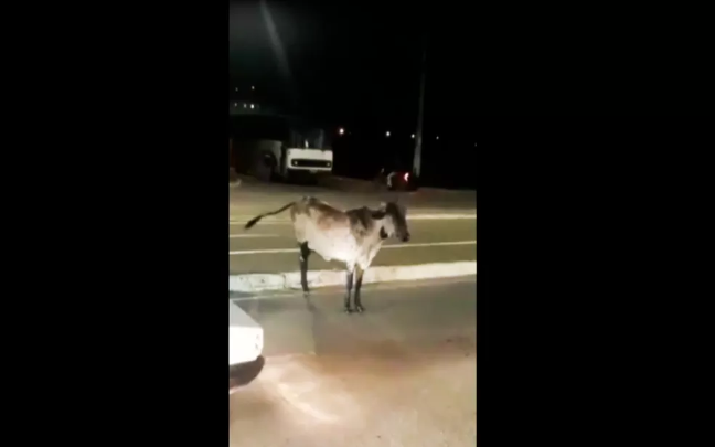Vaca “louca” derruba motociclista em Vitória da Conquista; assista