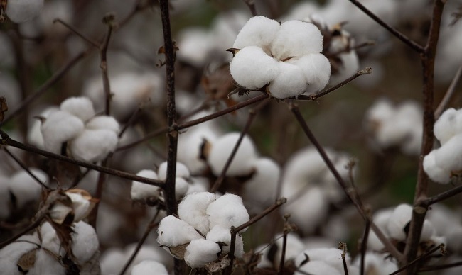 Embrapa anuncia bioinseticida contra pragas na soja, milho e algodão