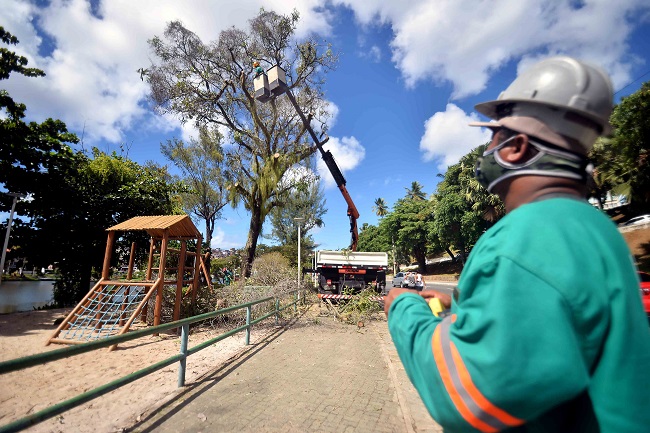 Árvores no entorno do Dique do Tororó passam por vistoria