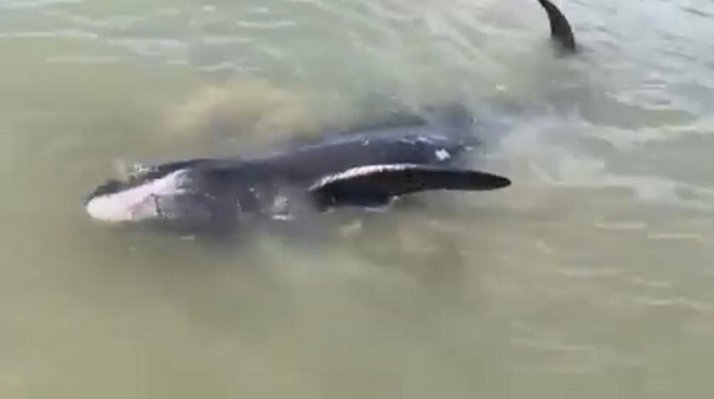 Quatro golfinhos ficam encalhados em praia em Porto Seguro