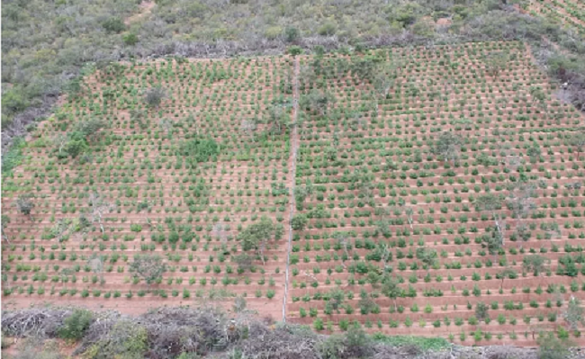 Operação conjunta localiza 28 plantações de maconha no norte da Bahia