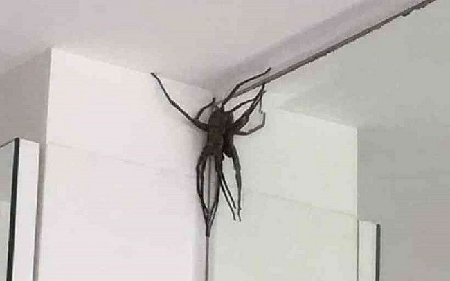 Aranhas gigantes invadem apartamentos em Belo Horizonte