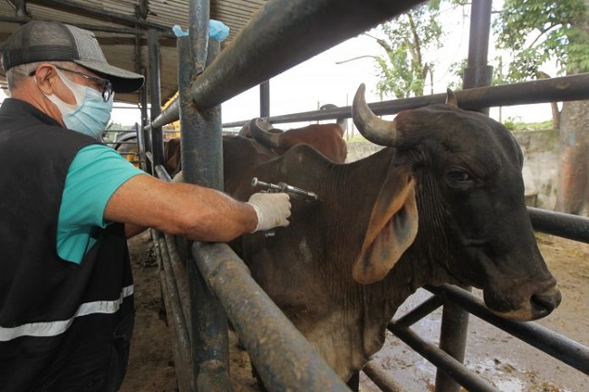 Bahia deve vacinar mais de 10 milhões de animais contra febre aftosa em maio