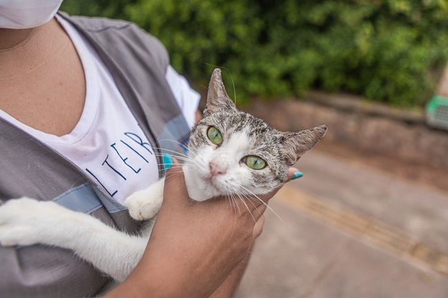 Prefeitura de Salvador promove adoção responsável de gatos da colônia em Piatã