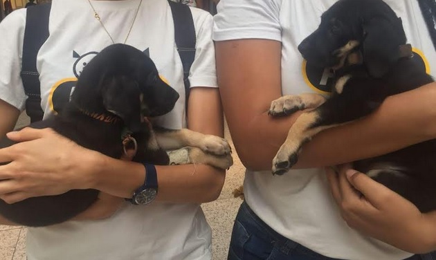 “Cãominhada” no Shopping da Bahia quer incentivar a adoção de cães