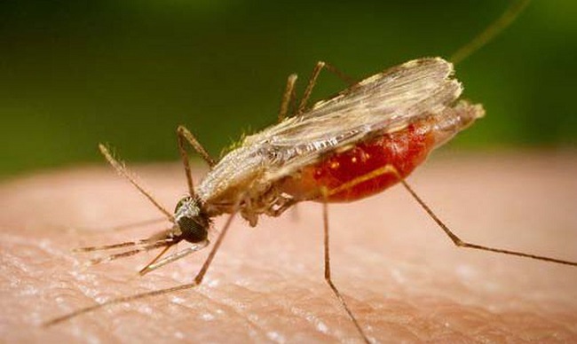Extremo Sul da Bahia registra 35 casos de malária em cinco dias