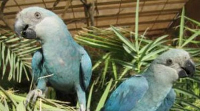 Após risco de extinção, três filhotes de ararinhas-azuis nascem em Curaçá