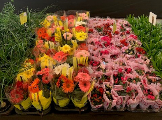 Salvador Norte Shopping recebe Feira de Flores de Holambra até 12 de setembro
