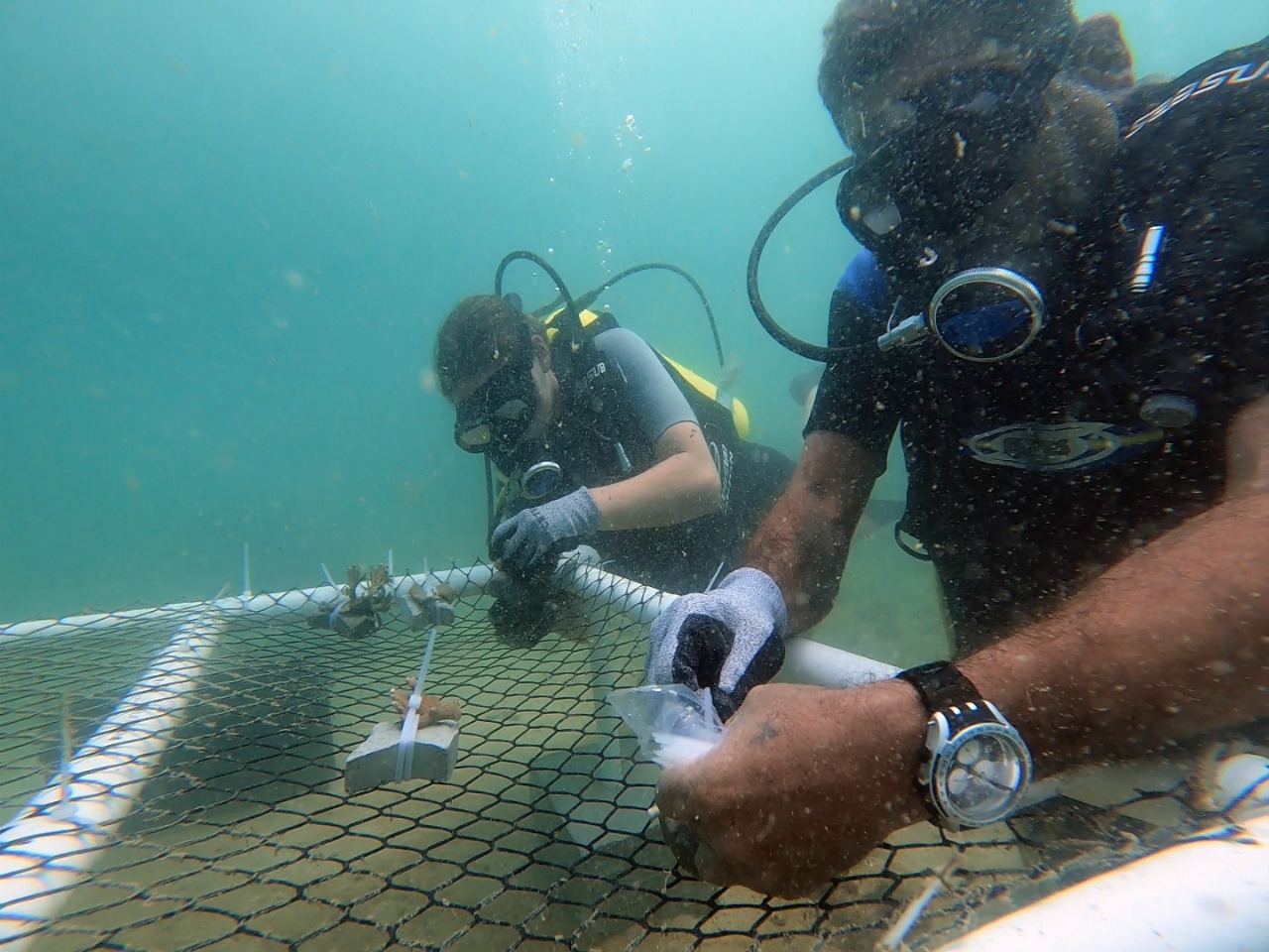 Projeto acelera restauração de corais na Baía de Todos-os-Santos a partir do uso do plástico