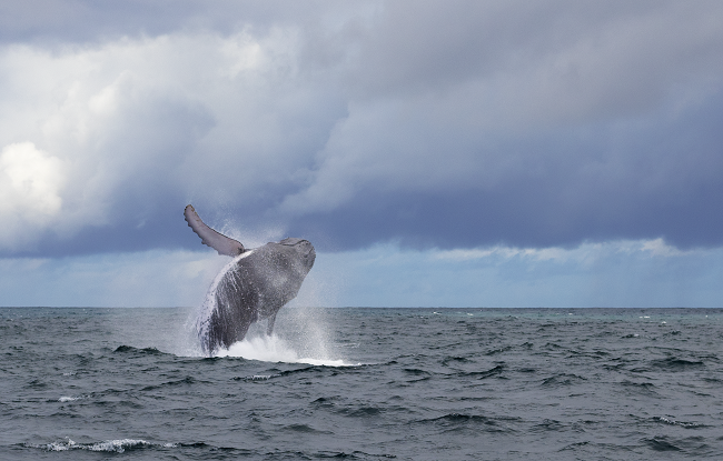 Setur-BA estimula contemplação de baleias na Baía de Todos-os-Santos