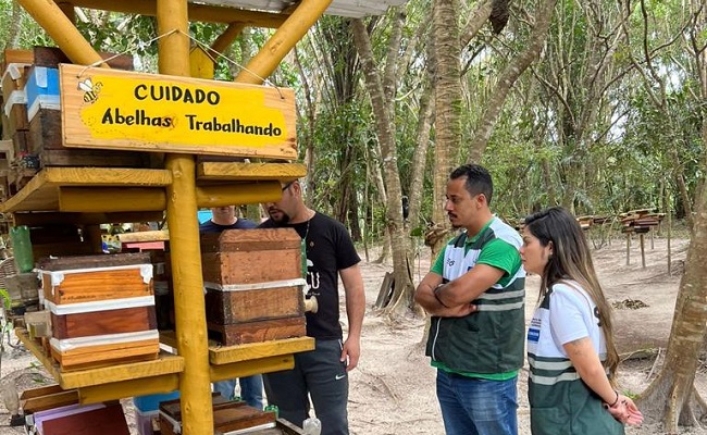 Colônias de abelhas sem ferrão serão ampliadas na capital baiana