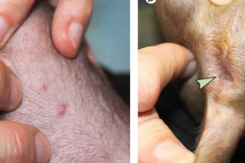 França registra 1º caso de varíola dos macacos em cachorro